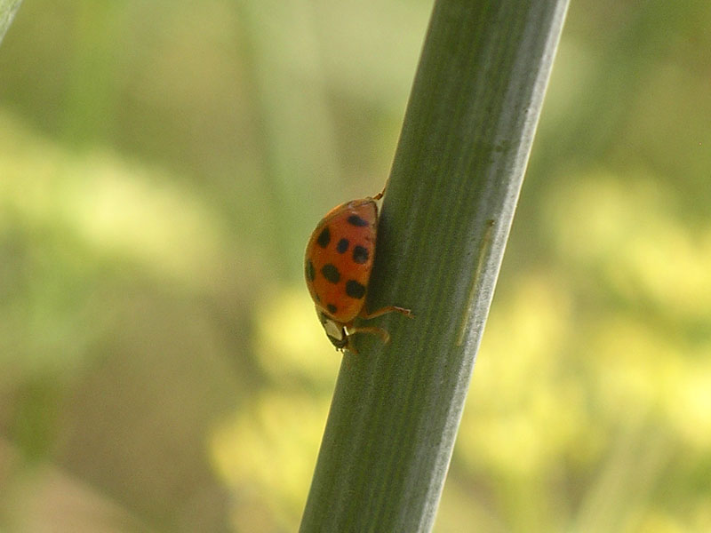 Coccinelle ... pluripunctate: Harmonia axyridis